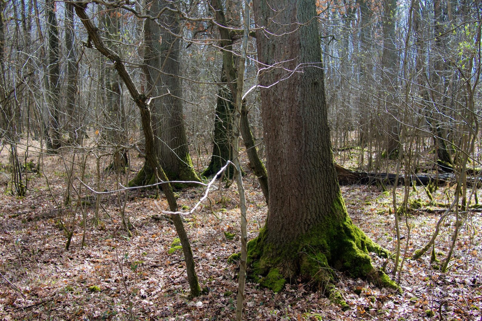 Jos van Wunnik: Beeldend kunstenaar: Een duistere plek voert me naar binnen