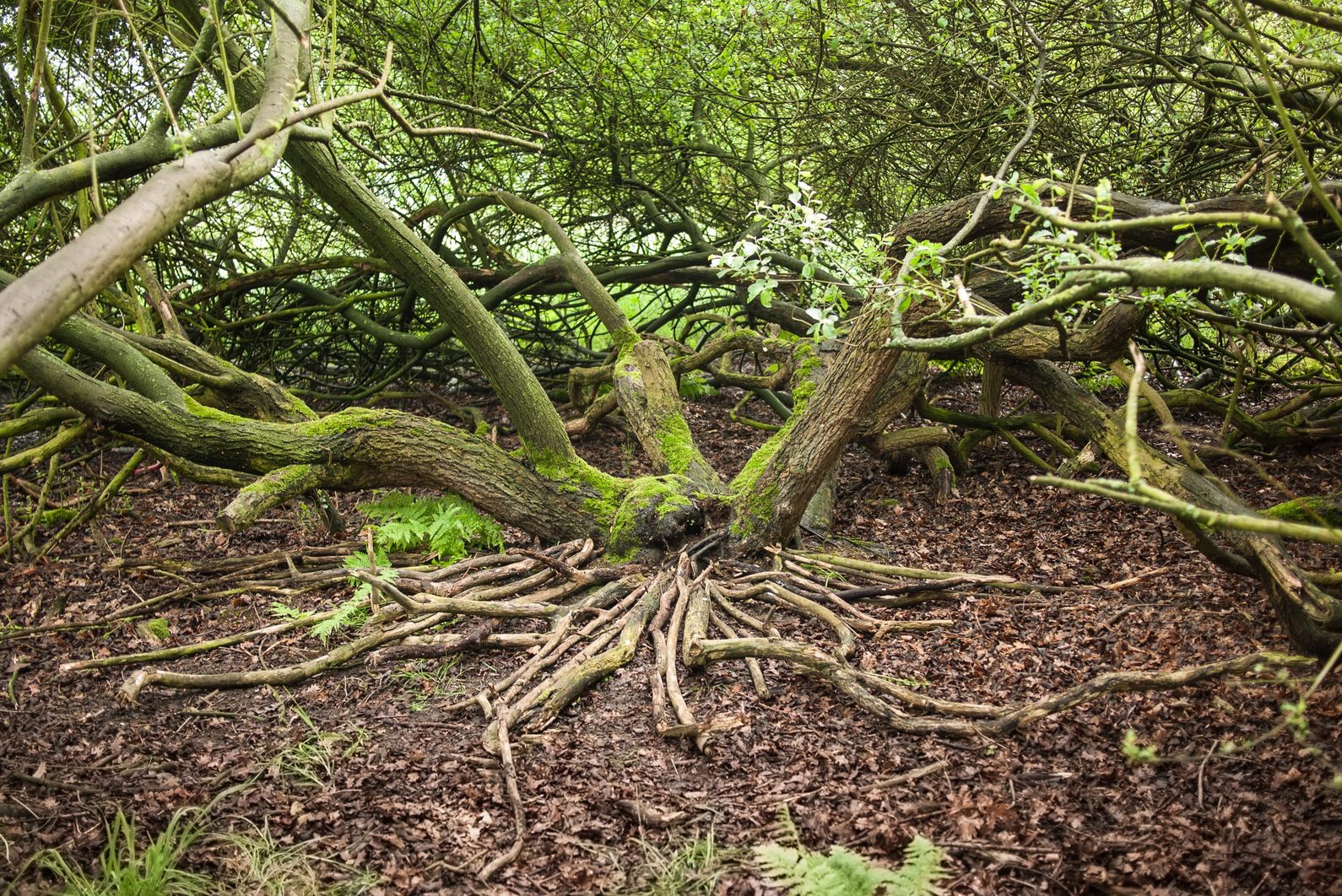 Jos van Wunnik Visual artist Crystal woods — Leiffenderven 1