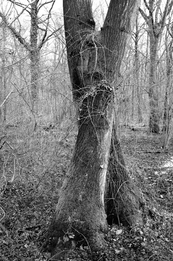 Jos van Wunnik: Visual artist: Snake line trees — The struggle between ...